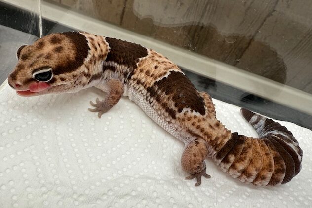 ニシアフトカゲモドキ（ノーマルhetキャラメルアルビノ） | ペット