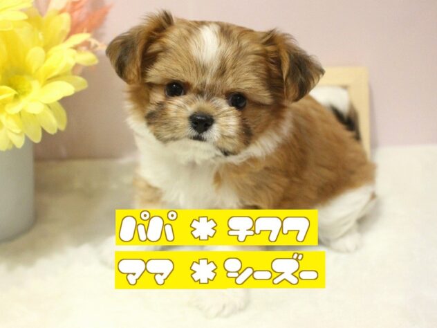 兵庫県のハーフ犬・ミックス犬 (アミーゴ魚住店/2025年2月15日生まれ/女の子/レッドホワイト)の子犬