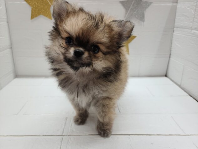 福島県のハーフ犬・ミックス犬 (アミーゴ郡山南店/2025年2月23日生まれ/女の子/クリームセーブル)の子犬