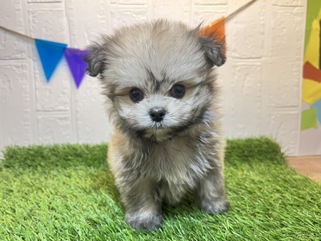福島県のハーフ犬・ミックス犬 (アミーゴ郡山南店/2025年2月23日生まれ/男の子/オレンジ)の子犬