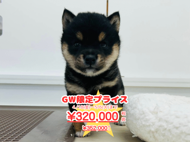 岡山県の豆柴 (アミーゴ水島店/2025年2月17日生まれ/男の子/黒)の子犬
