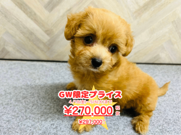 岡山県のハーフ犬・ミックス犬 (アミーゴ水島店/2025年2月15日生まれ/女の子/アプリコット)の子犬