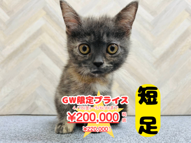 岡山県のミヌエット (アミーゴ水島店/2025年2月6日生まれ/女の子/ブルークリーム)の子猫