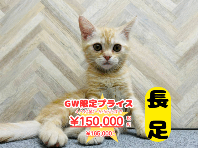 岡山県のミヌエット (アミーゴ水島店/2025年2月6日生まれ/男の子/クリームタビー)の子猫