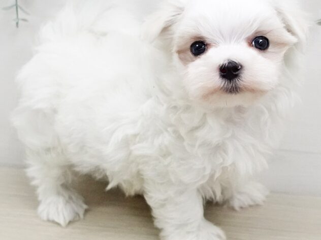 長野県のマルチーズ (アミーゴ長野篠ノ井店/2025年1月21日生まれ/男の子/ホワイト)の子犬