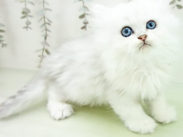 愛知県のペルシャ (アミーゴ千音寺店/2025年2月7日生まれ/男の子/チンチラシルバー)の子猫