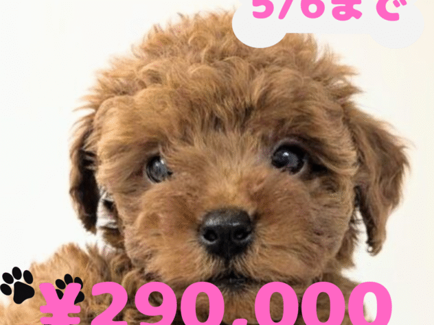 岡山県のトイプードル(トイ) (アミーゴ中庄店/2025年1月27日生まれ/女の子/レッド)の子犬
