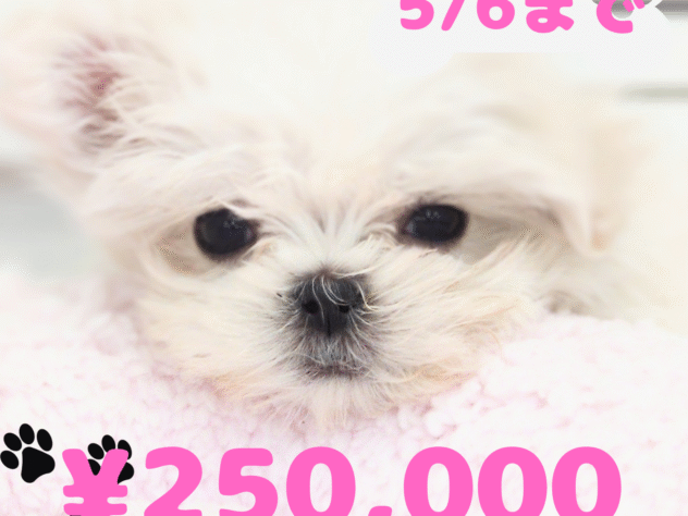 岡山県のハーフ犬・ミックス犬 (アミーゴ中庄店/2025年1月23日生まれ/女の子/06 ホワイト系)の子犬