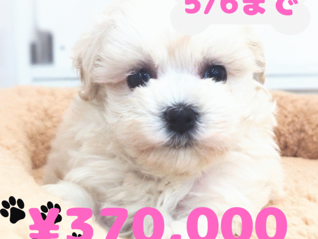 岡山県のハーフ犬・ミックス犬 (アミーゴ中庄店/2025年2月10日生まれ/女の子/クリームホワイト)の子犬
