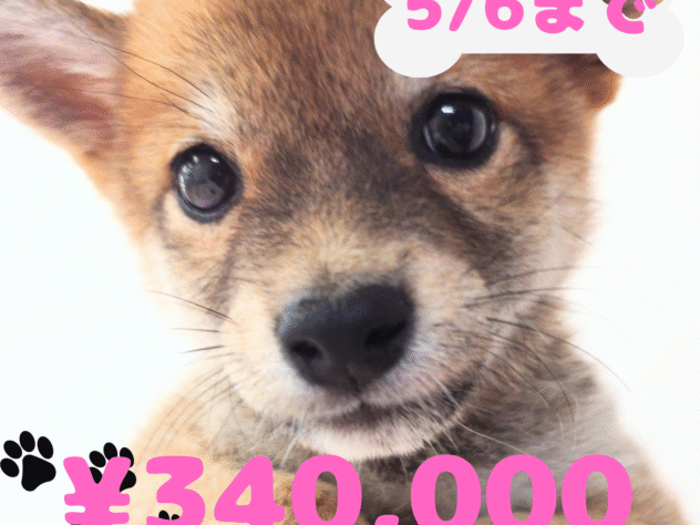 岡山県の豆柴 (アミーゴ中庄店/2025年2月17日生まれ/女の子/レッド)の子犬