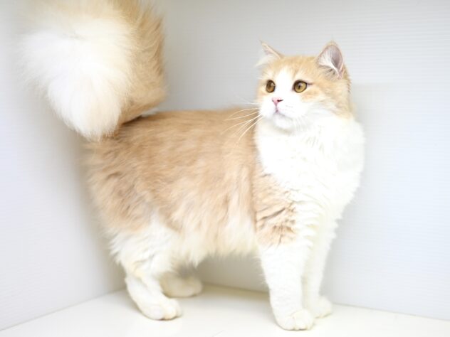 岡山県のスコティッシュフォールド (アミーゴ大安寺店/2024年12月1日生まれ/女の子/クリームタビーホワイト)の子猫の4枚目の画像