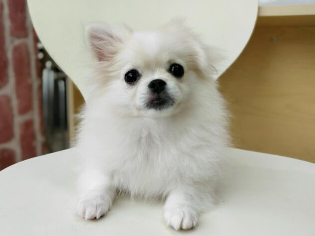 愛媛県のハーフ犬・ミックス犬 (アミーゴ松山久米店/2025年3月4日生まれ/女の子/クリーム)の子犬の4枚目の画像