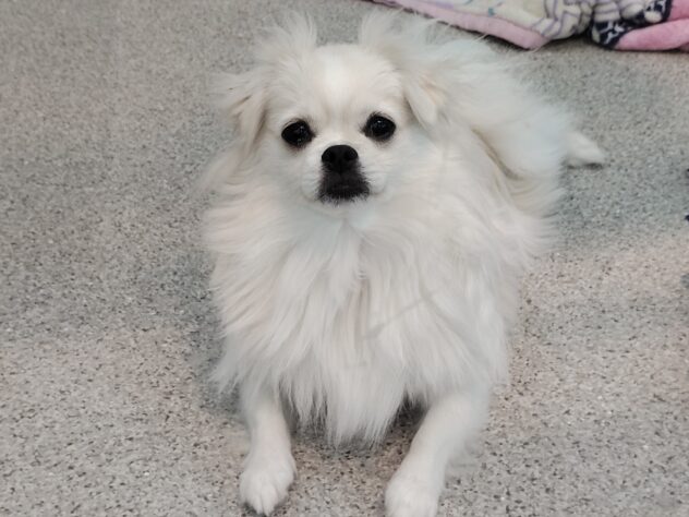 愛媛県のハーフ犬・ミックス犬 (アミーゴ松山久米店/2025年3月4日生まれ/女の子/クリーム)の子犬の3枚目の画像