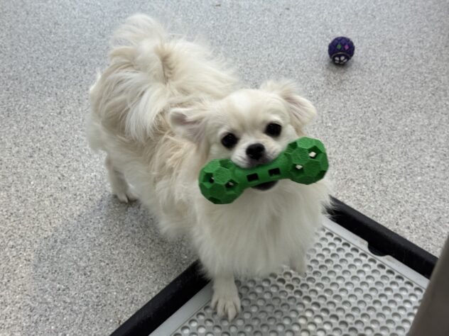 愛媛県のハーフ犬・ミックス犬 (アミーゴ松山久米店/2025年3月4日生まれ/女の子/クリーム)の子犬の1枚目の画像