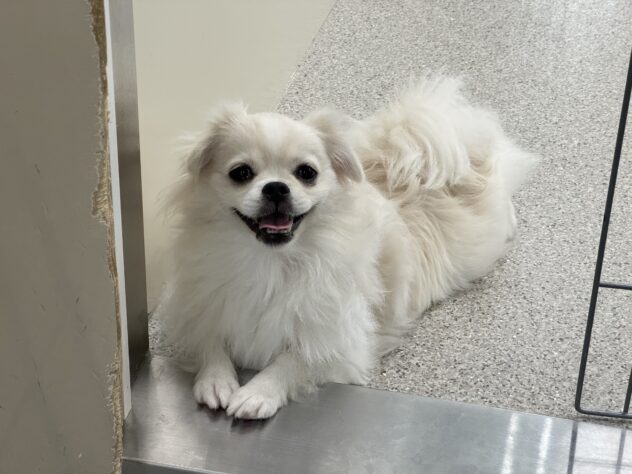 愛媛県のハーフ犬・ミックス犬 (アミーゴ松山久米店/2025年3月4日生まれ/女の子/クリーム)の子犬の2枚目の画像