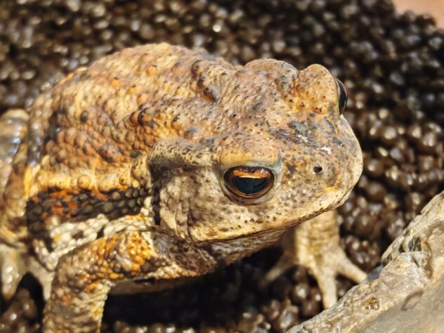 ミヤコヒキガエル | ペットワールド アミーゴ