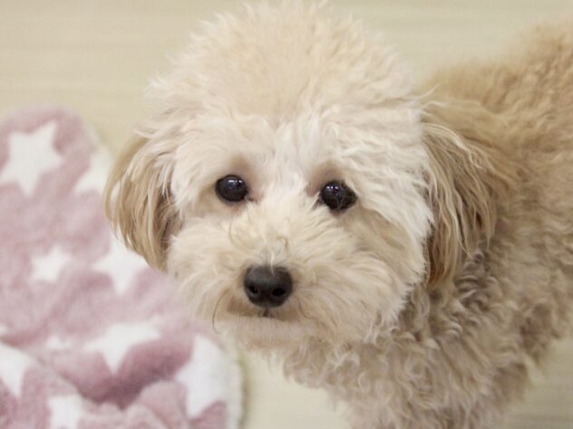 愛媛県のトイプードル(トイ) (アミーゴ新居浜店/2025年4月4日生まれ/女の子/アプリコット)の子犬の1枚目の画像