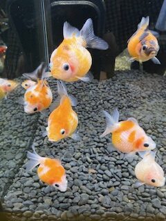 ピンポンパール