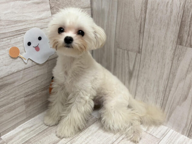 岩手県のハーフ犬・ミックス犬 (アミーゴ一関店/2025年2月12日生まれ/男の子/クリーム)の子犬