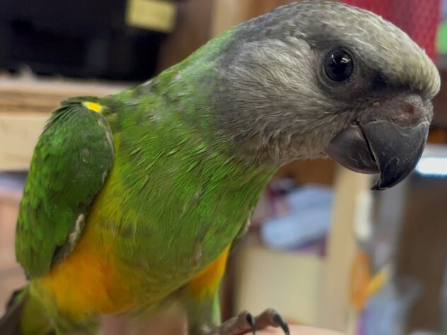 【羊毛フェルト】セネガルパロット　鳥 羊毛フェルト】セネガルパロット 鳥