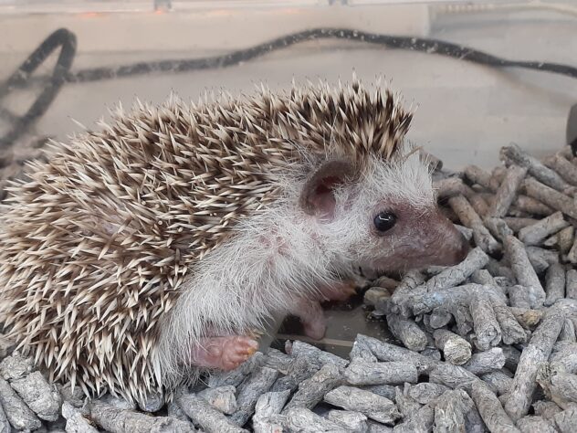 ハリネズミ（ノーマル） | ペットワールド アミーゴ