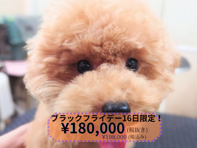 岡山県のトイプードル(トイ) (アミーゴ中庄店/2025年4月9日生まれ/女の子/レッドフォーン)の子犬の1枚目の画像