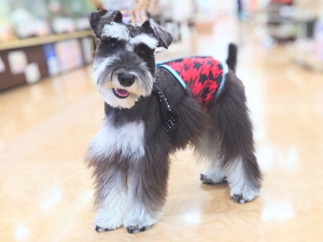 岡山県のミニチュアシュナウザー (アミーゴ中庄店/2024年9月22日生まれ/男の子/ソルトペッパー)の子犬の1枚目の画像