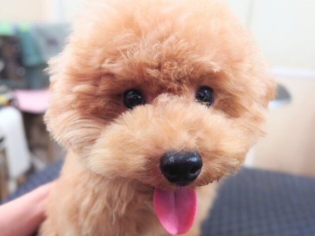 岡山県のトイプードル(トイ) (アミーゴ中庄店/2025年4月9日生まれ/女の子/レッドフォーン)の子犬の1枚目の画像