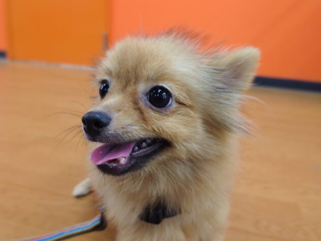 岡山県のポメラニアン (アミーゴ中庄店/2025年4月15日生まれ/女の子/ウルフセーブル)の子犬の1枚目の画像