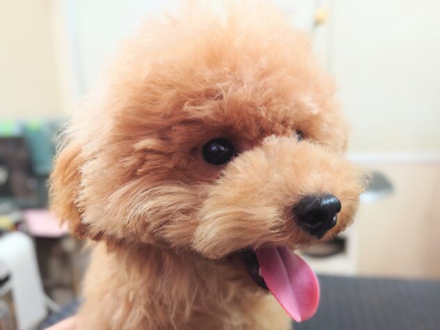 岡山県のトイプードル(トイ) (アミーゴ中庄店/2025年4月9日生まれ/女の子/レッドフォーン)の子犬の4枚目の画像