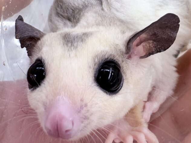 フクロモモンガ/モザイク | ペットワールド アミーゴ