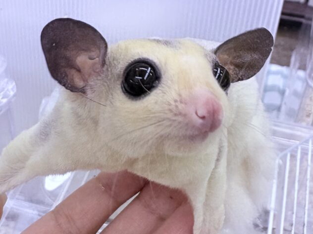 フクロモモンガ/モザイク | ペットワールド アミーゴ