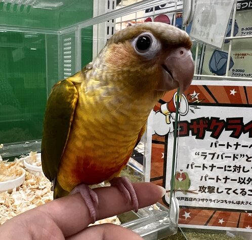 中大型インコ | ペットワールド アミーゴ