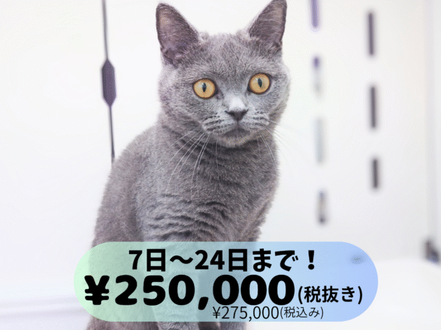 岡山県のブリティッシュショートヘアー (アミーゴ中庄店/2024年10月23日生まれ/女の子/ブルー)の子猫の1枚目の画像