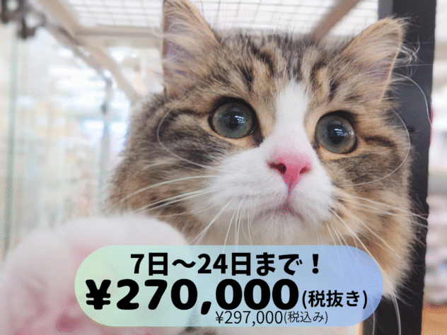 岡山県のノルウェージャンフォレストキャット (アミーゴ中庄店/2025年1月27日生まれ/女の子/ブラウンタビーホワイト)の子猫の1枚目の画像