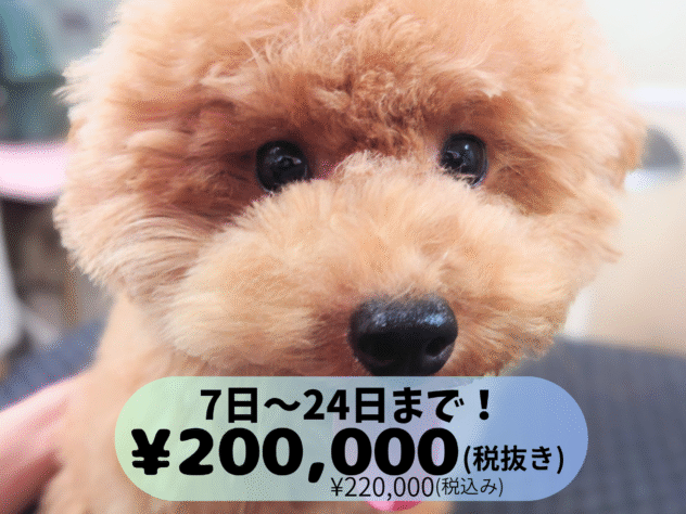 岡山県のトイプードル(トイ) (アミーゴ中庄店/2025年4月9日生まれ/女の子/レッドフォーン)の子犬の1枚目の画像