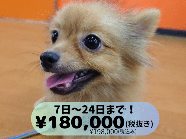 岡山県のポメラニアン (アミーゴ中庄店/2025年4月15日生まれ/女の子/ウルフセーブル)の子犬の1枚目の画像