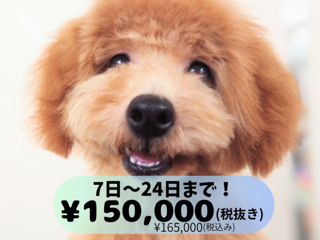 岡山県のトイプードル(トイ) (アミーゴ中庄店/2024年11月19日生まれ/女の子/レッドフォーン)の子犬の1枚目の画像