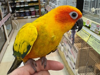 メキシコ産　ポールセンキンイロコガネ　28mm メキシコ産 ポールセンキンイロコガネ 28mm