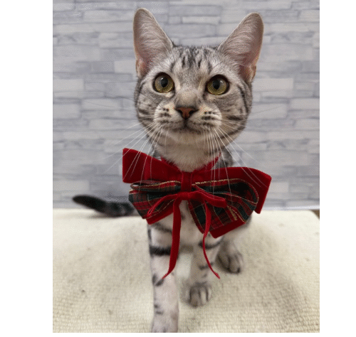 山口県のアメリカンショートヘアー (アミーゴ周南店/2025年4月4日生まれ/男の子/シルバータビー)の子猫の2枚目の画像