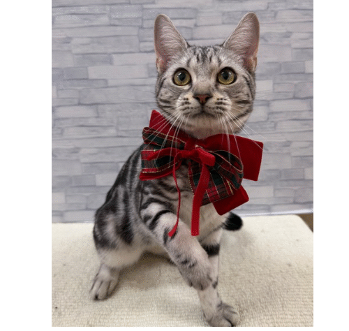 山口県のアメリカンショートヘアー (アミーゴ周南店/2025年4月4日生まれ/男の子/シルバータビー)の子猫の3枚目の画像