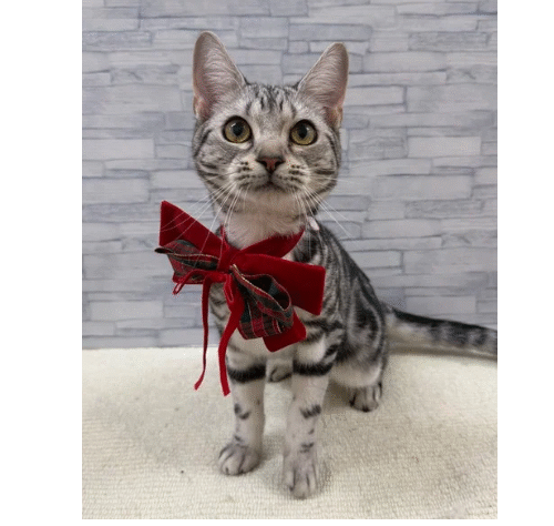 山口県のアメリカンショートヘアー (アミーゴ周南店/2025年4月4日生まれ/男の子/シルバータビー)の子猫の1枚目の画像