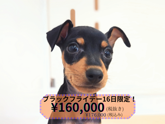 岡山県のミニチュアピンシャー (アミーゴ中庄店/2025年4月29日生まれ/男の子/ブラックタン)の子犬の1枚目の画像