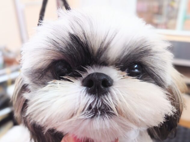 岡山県のシーズー (アミーゴ中庄店/2025年4月9日生まれ/女の子/ホワイトゴールド)の子犬の4枚目の画像