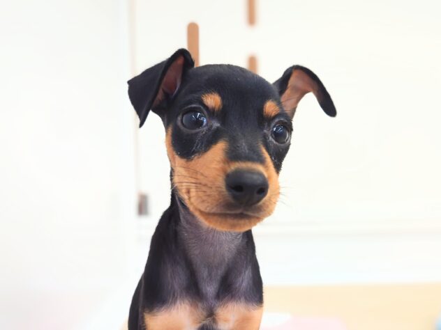 岡山県のミニチュアピンシャー (アミーゴ中庄店/2025年4月29日生まれ/男の子/ブラックタン)の子犬の1枚目の画像