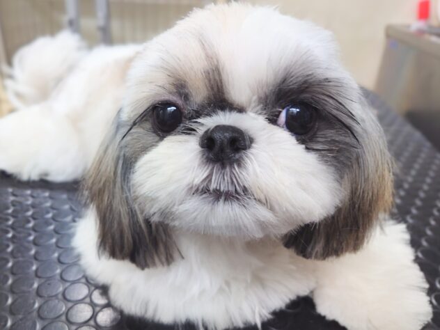 岡山県のシーズー (アミーゴ中庄店/2025年4月9日生まれ/女の子/ホワイトゴールド)の子犬の1枚目の画像