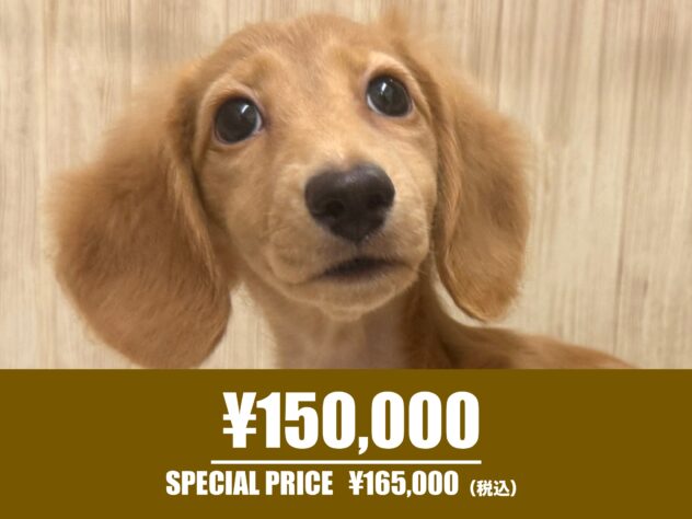 広島県のカニンヘンダックスフンド(ロング) (アミーゴ東深津店/2025年4月8日生まれ/女の子/ゴールド)の子犬の1枚目の画像