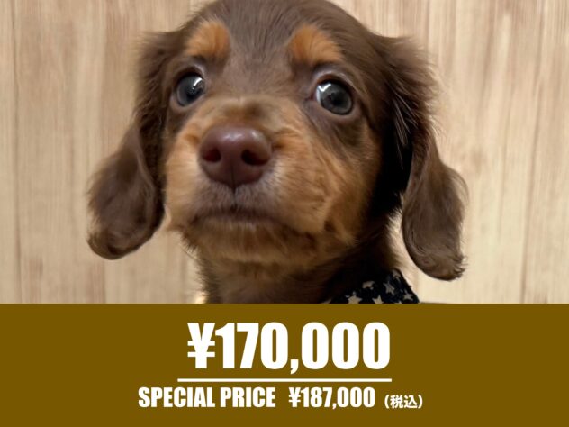 広島県のミニチュアダックスフンド(ロング) (アミーゴ東深津店/2025年5月25日生まれ/男の子/チョコレートタン)の子犬の1枚目の画像