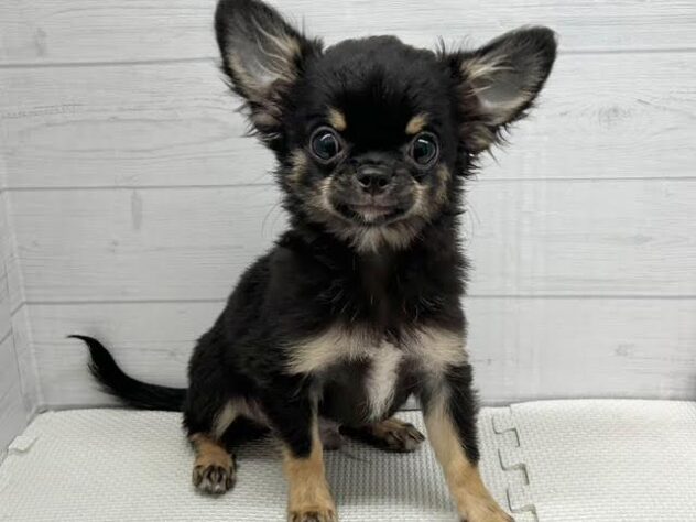 徳島県のチワワ(ロング) (アミーゴ徳島店/2025年7月13日生まれ/男の子/ブラックタン)の子犬の1枚目の画像