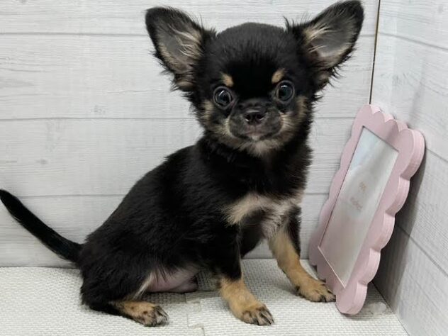 徳島県のチワワ(ロング) (アミーゴ徳島店/2025年7月13日生まれ/男の子/ブラックタン)の子犬の2枚目の画像